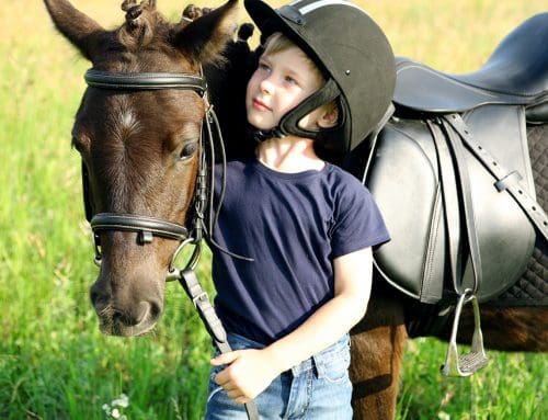 Equine and agricultural training centre in Fylde countryside